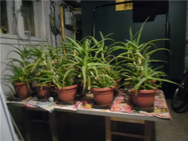 aloe arborescens